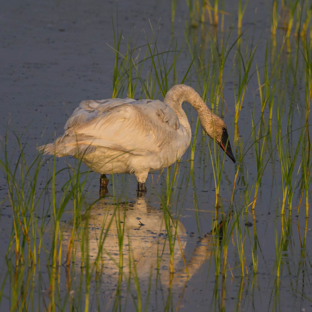 Trumpeter Swan - Robin Alexander