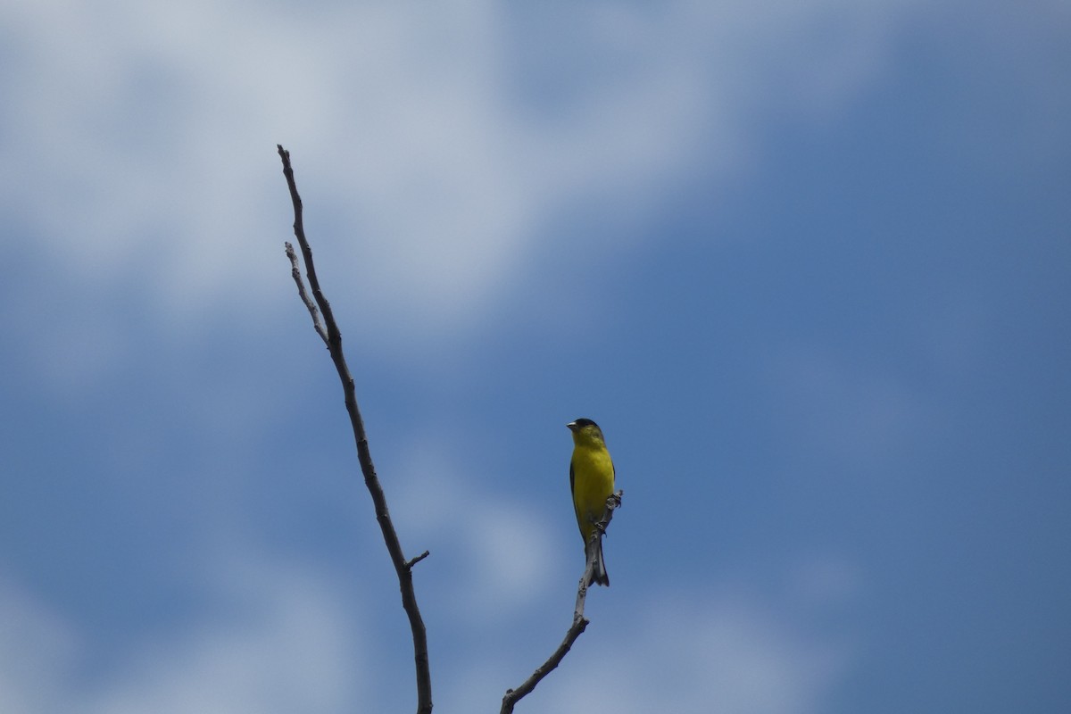 Lesser Goldfinch - ML600111421