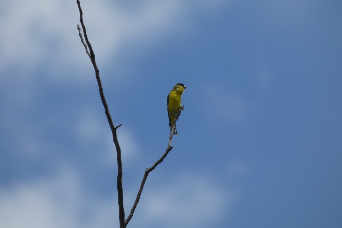 Lesser Goldfinch - ML600111581