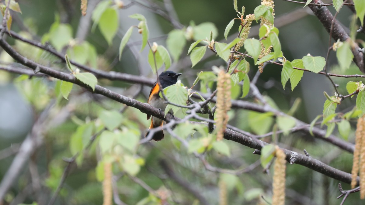 American Redstart - ML60011181