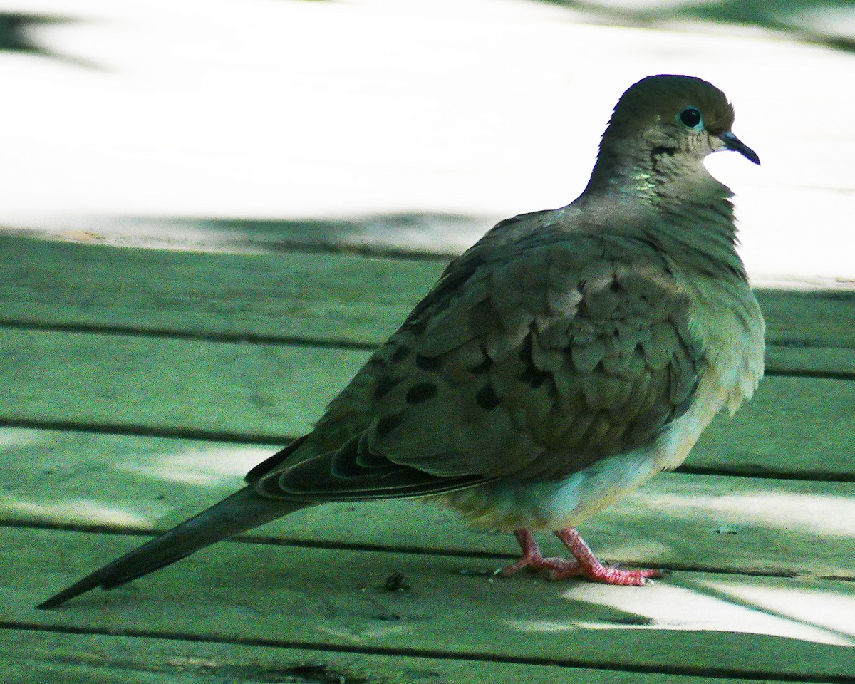 Mourning Dove - ML600112261