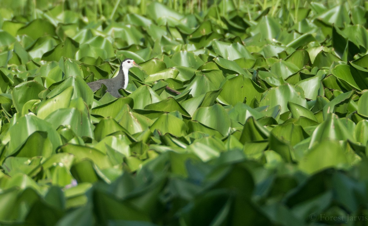 Gallineta Pechiblanca - ML60011241