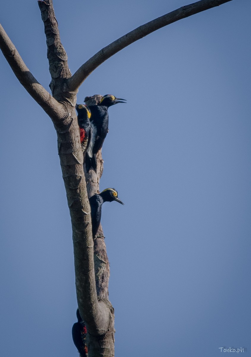 Yellow-tufted Woodpecker - ML600112641