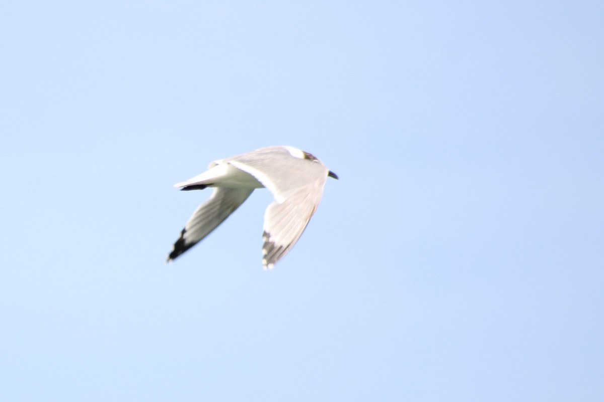 Franklin's Gull - ML600112691