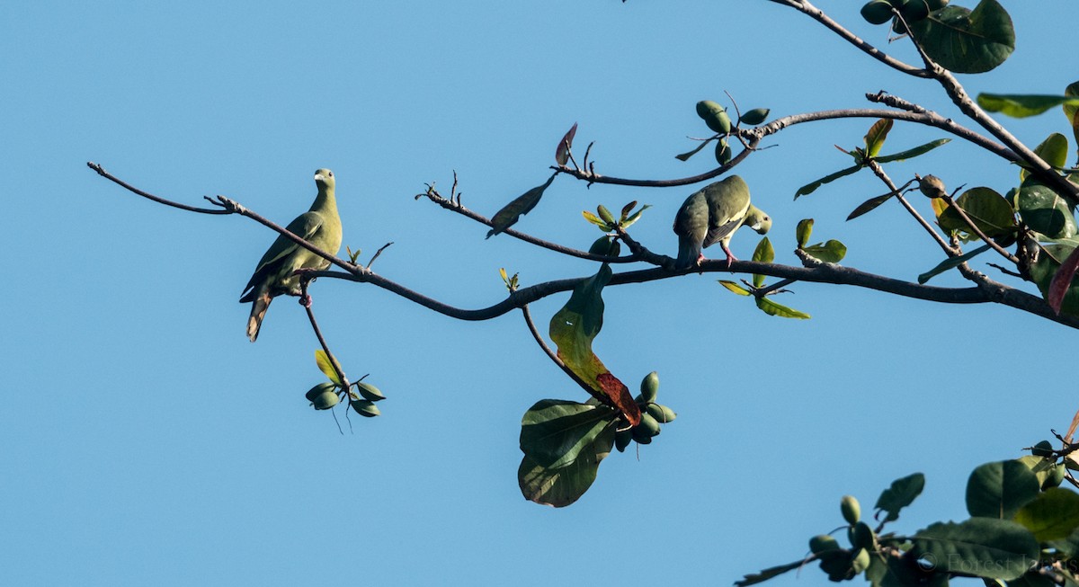 Pink-necked Green-Pigeon - Forest Botial-Jarvis
