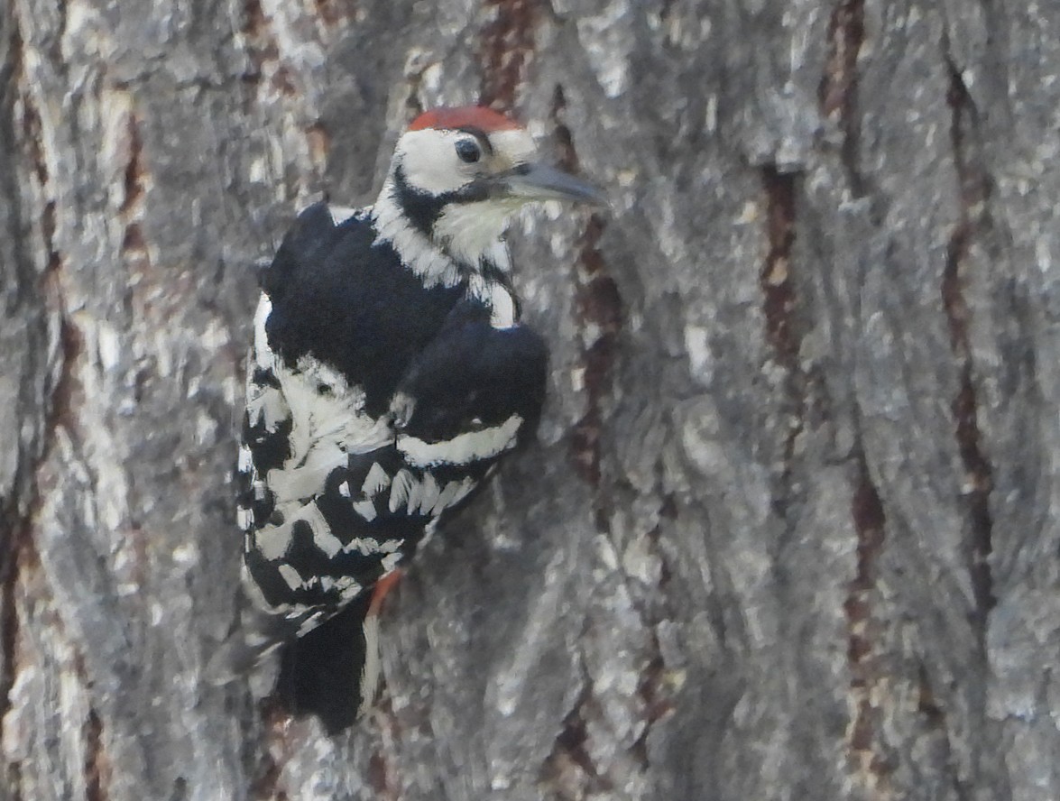 White-backed Woodpecker - ML600113681