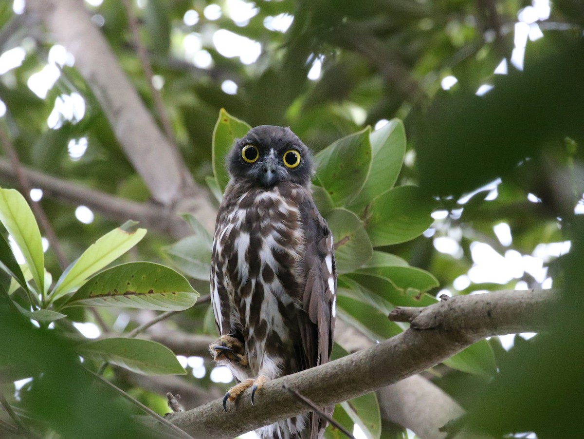 Northern Boobook - Akira Nakanishi