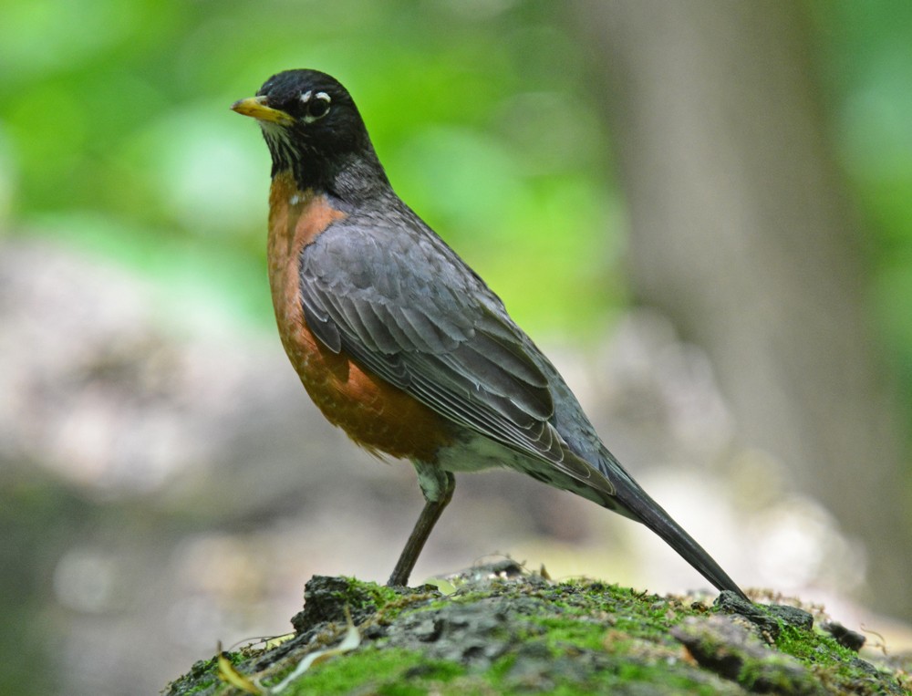 American Robin - ML60011471