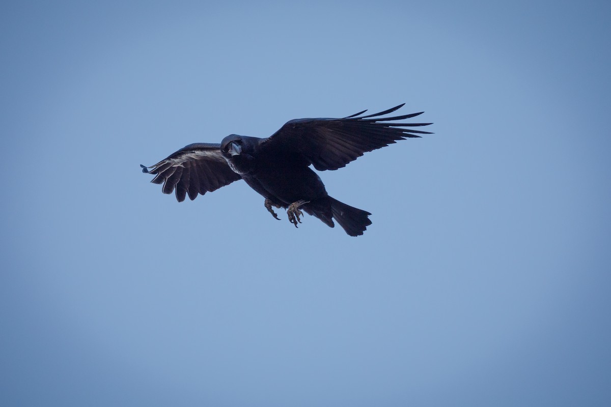 Common Raven - José Rodrigues