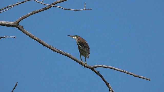 Green Heron - ML600116131