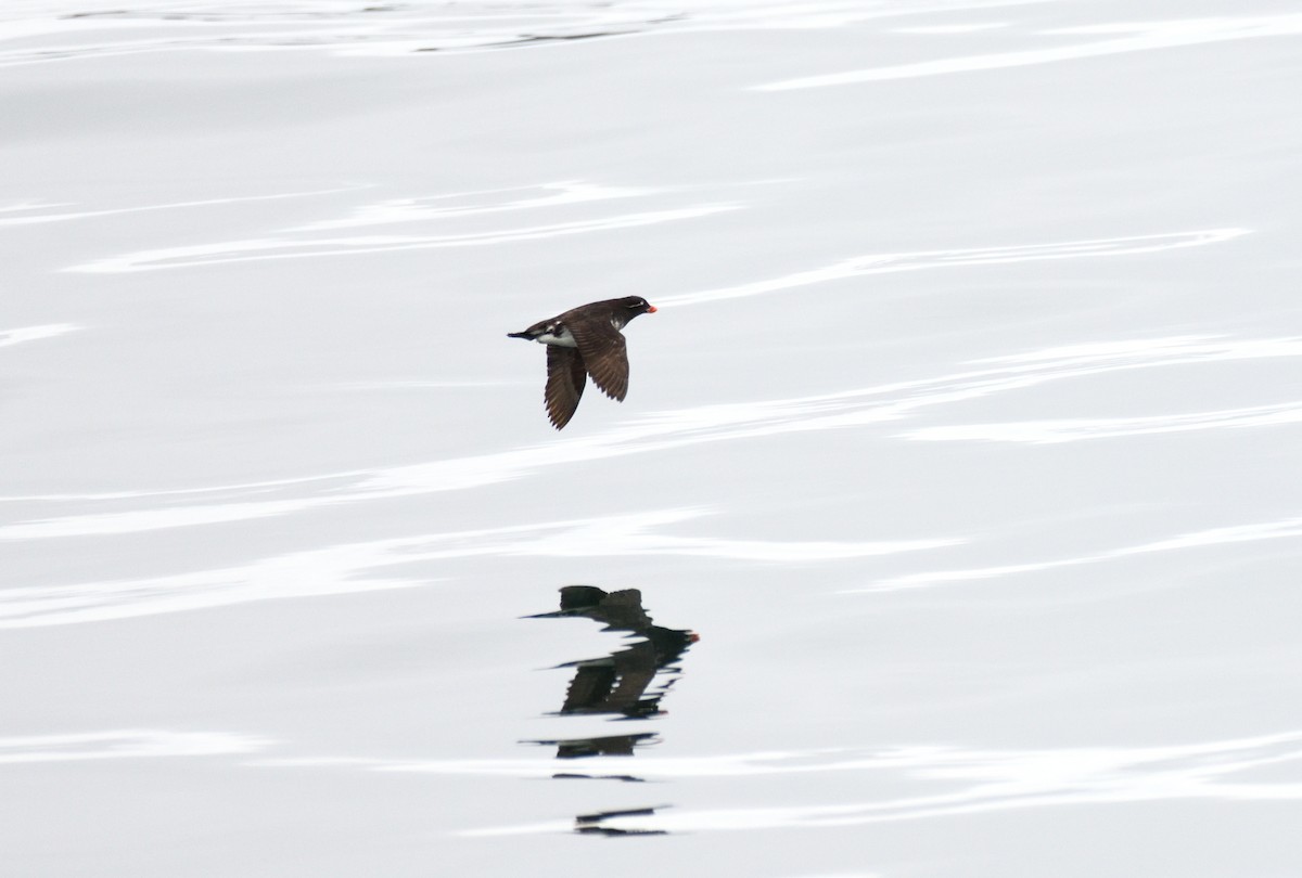 Parakeet Auklet - ML600116291