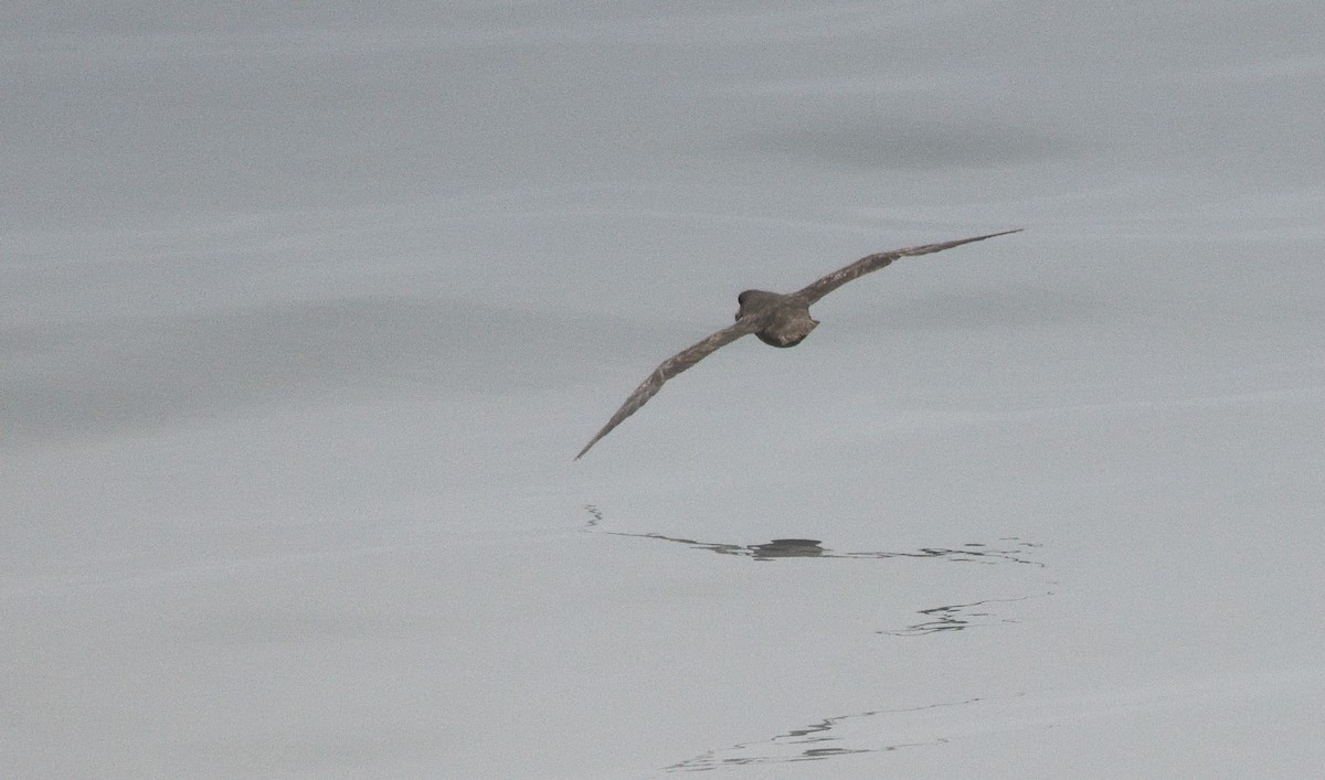 Northern Fulmar - ML600116531