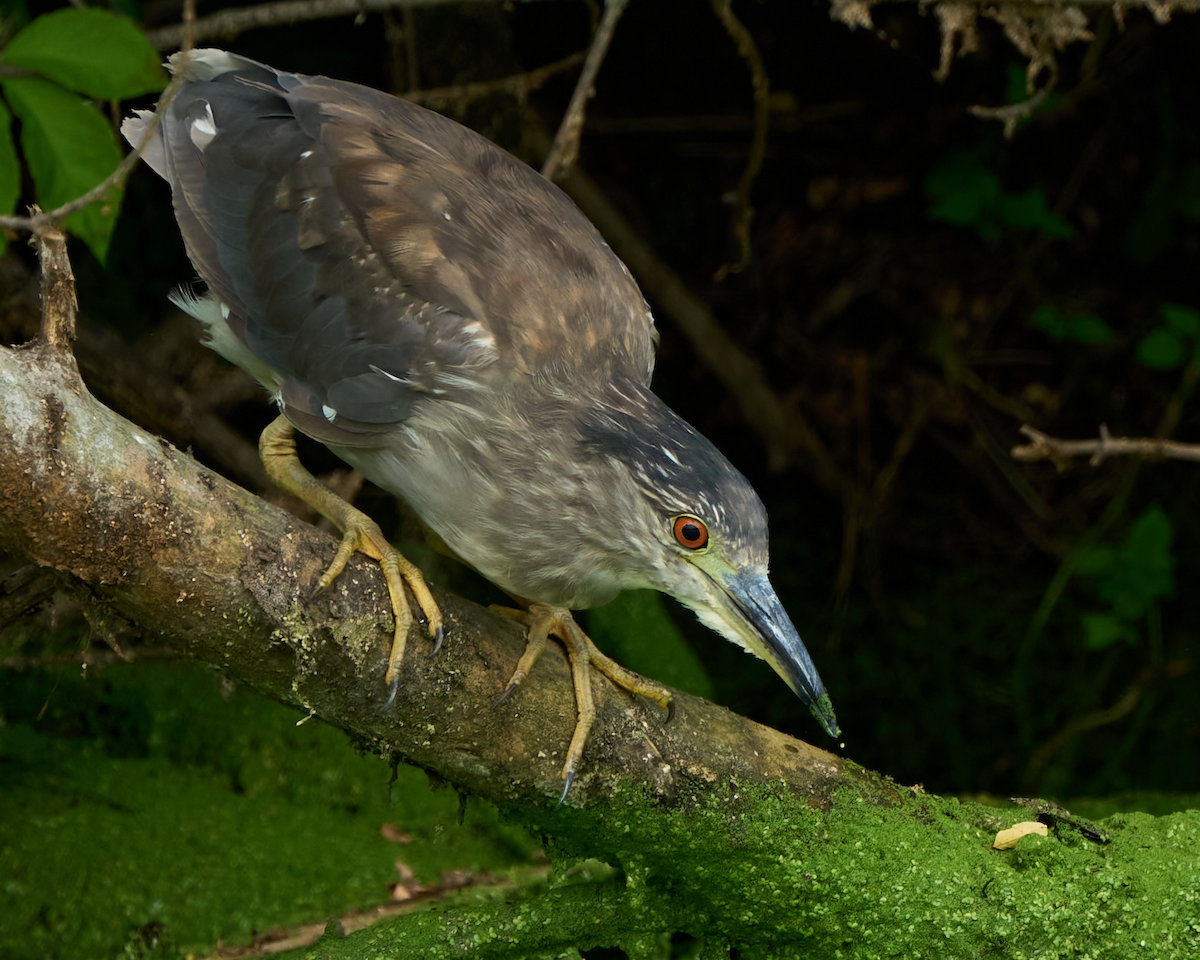 夜鷺 - ML600116881