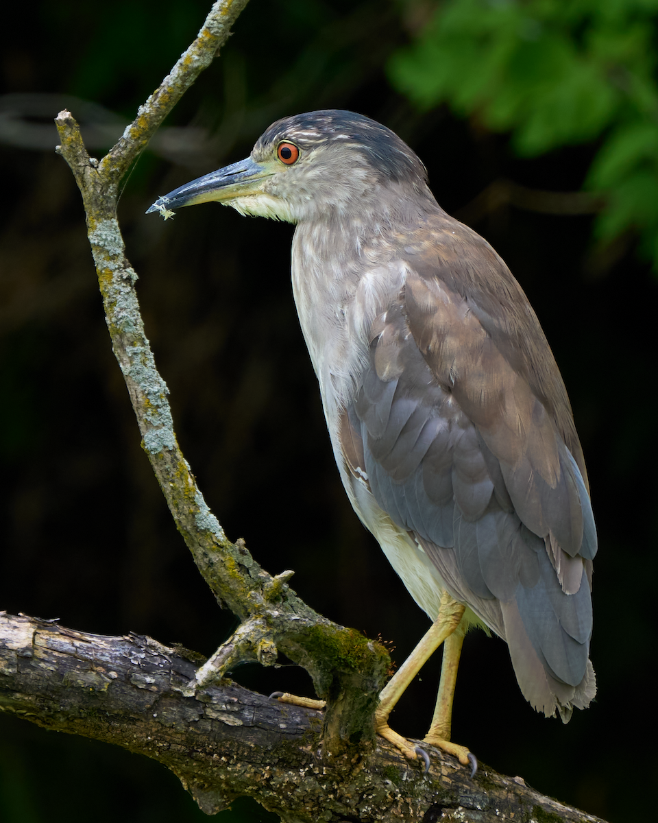 夜鷺 - ML600116891