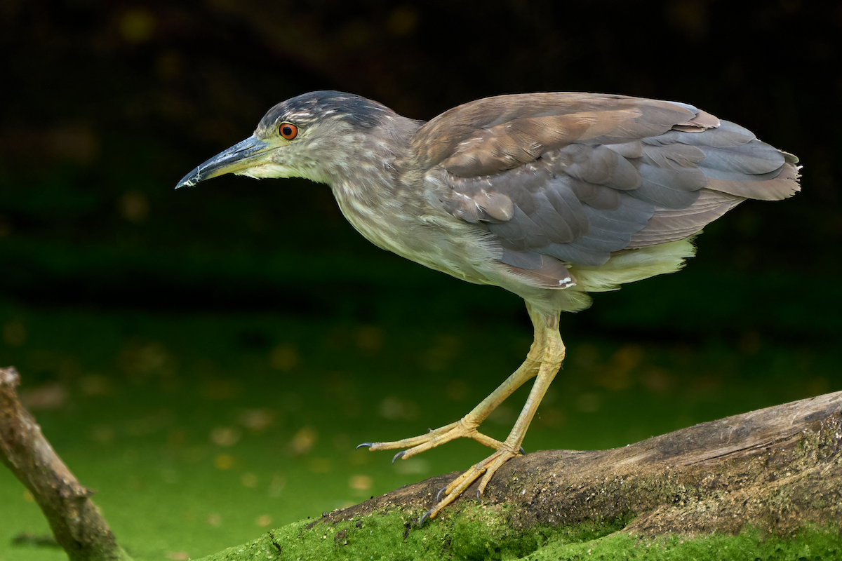 夜鷺 - ML600116901