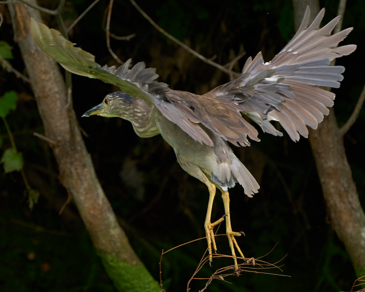 夜鷺 - ML600116921