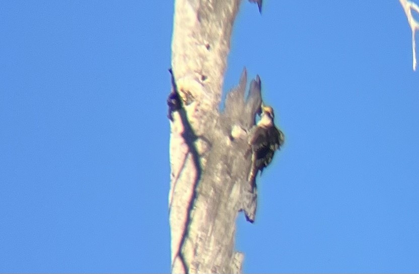 American Three-toed Woodpecker - ML600117171