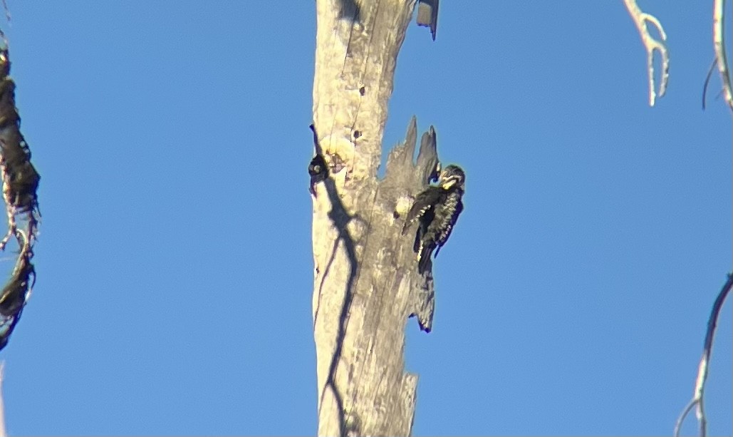 American Three-toed Woodpecker - ML600117181