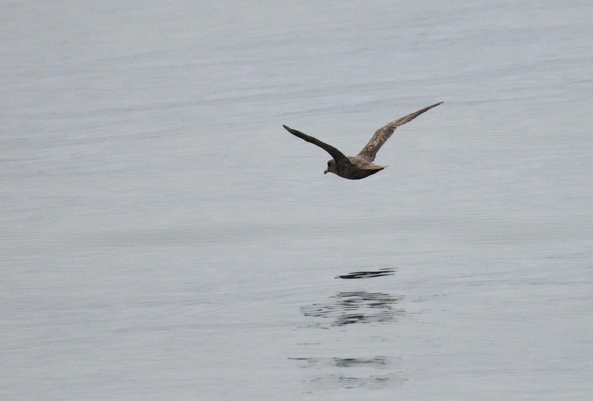 Northern Fulmar - ML600118131