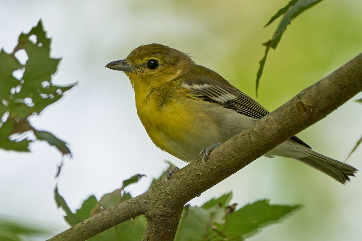 Yellow-throated Vireo - ML600118231
