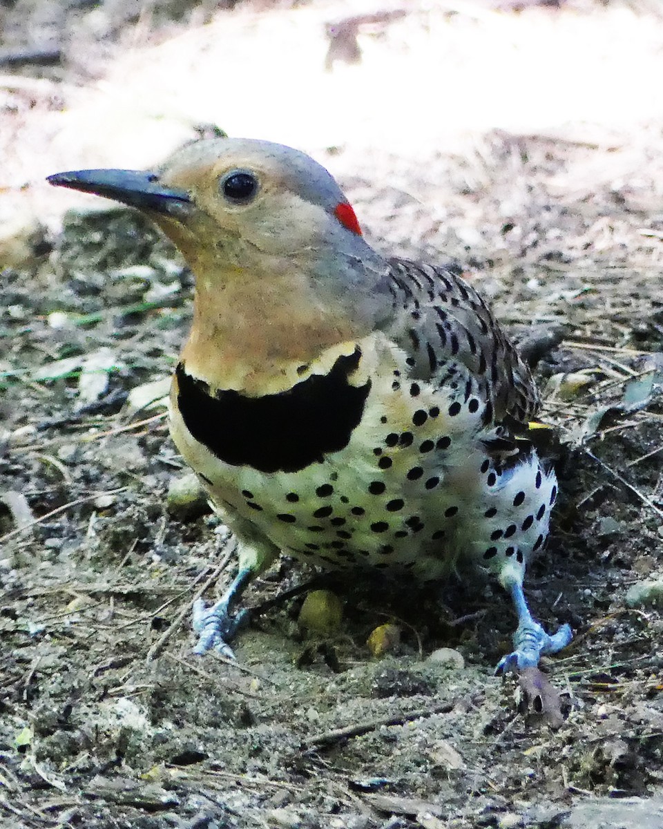 Northern Flicker (Yellow-shafted) - ML600118651