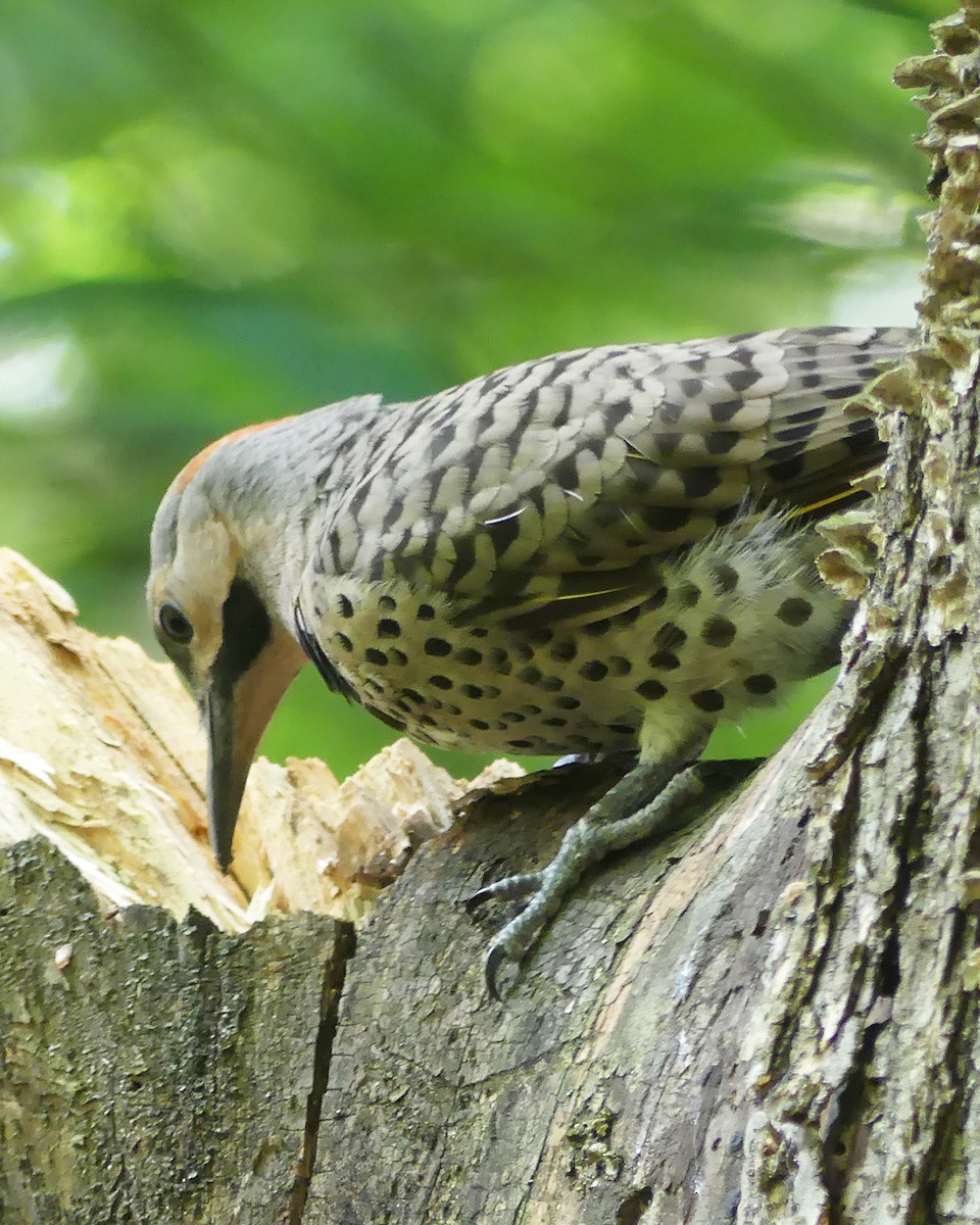 Northern Flicker (Yellow-shafted) - ML600118711