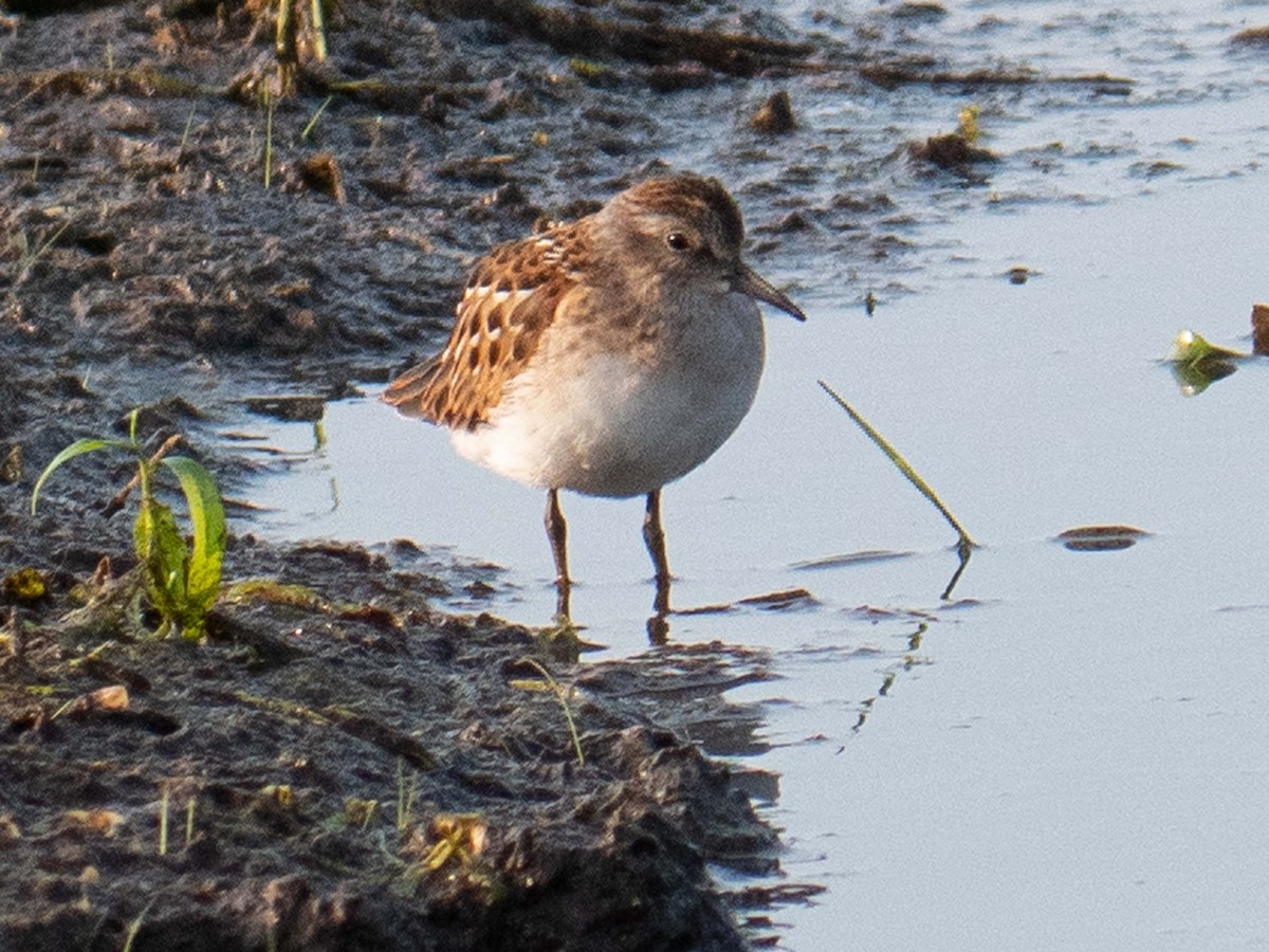 Least Sandpiper - ML600119051