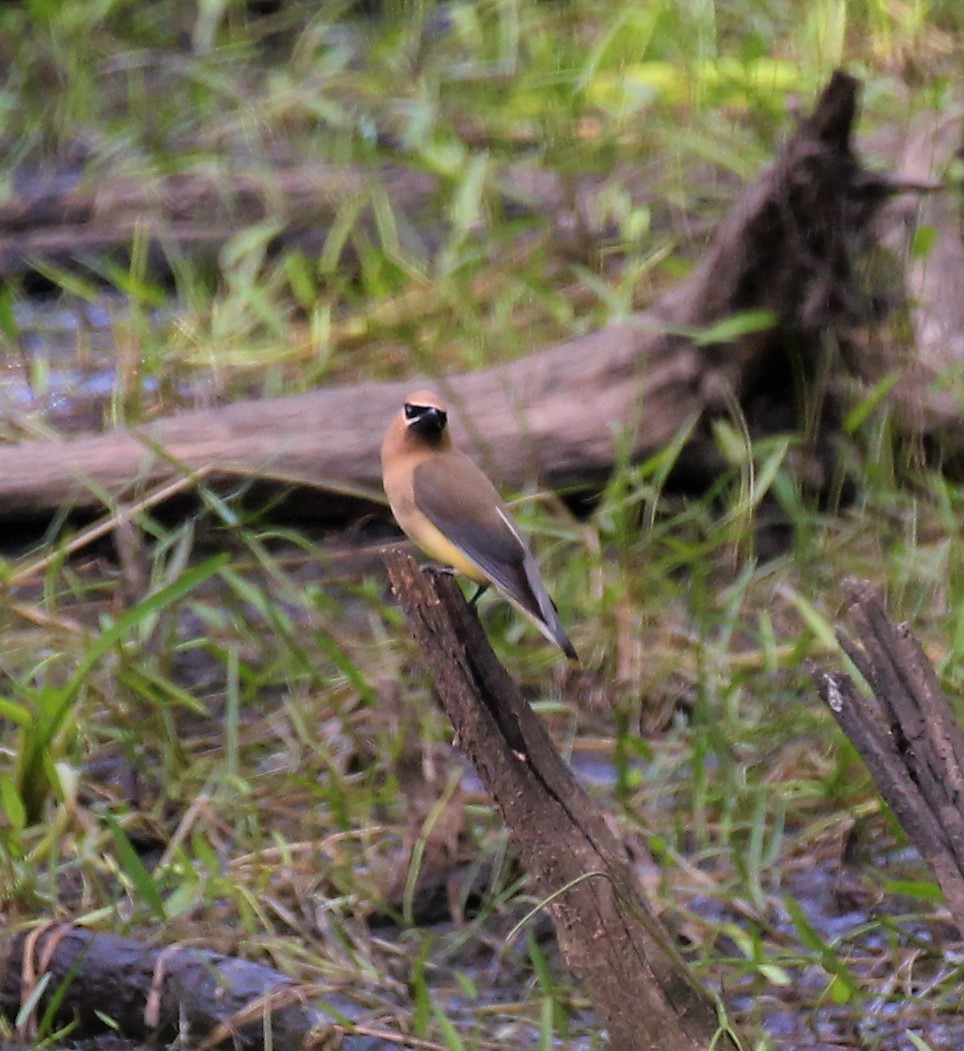 Cedar Waxwing - ML600119561