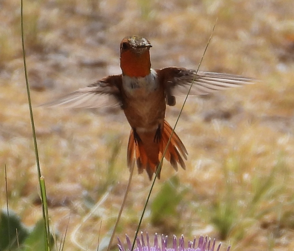 Allen's Hummingbird - Christopher Pipes