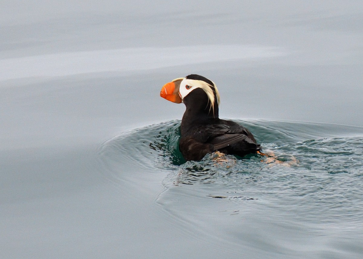 Tufted Puffin - ML600120371