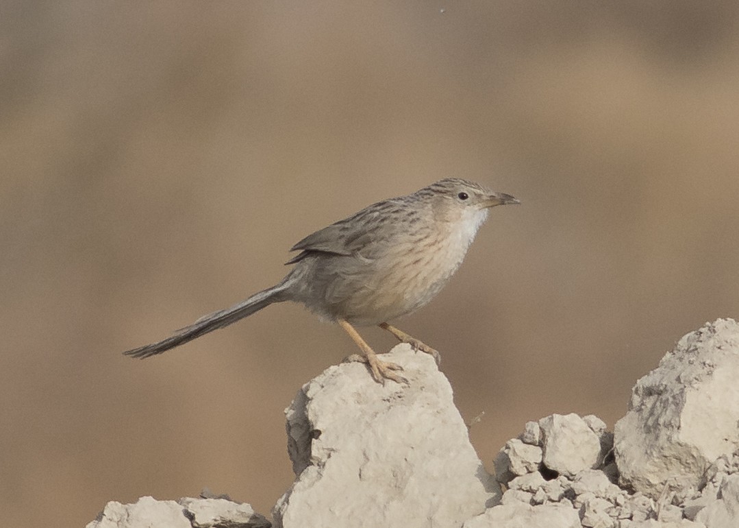 Afghan Babbler - ML60012191