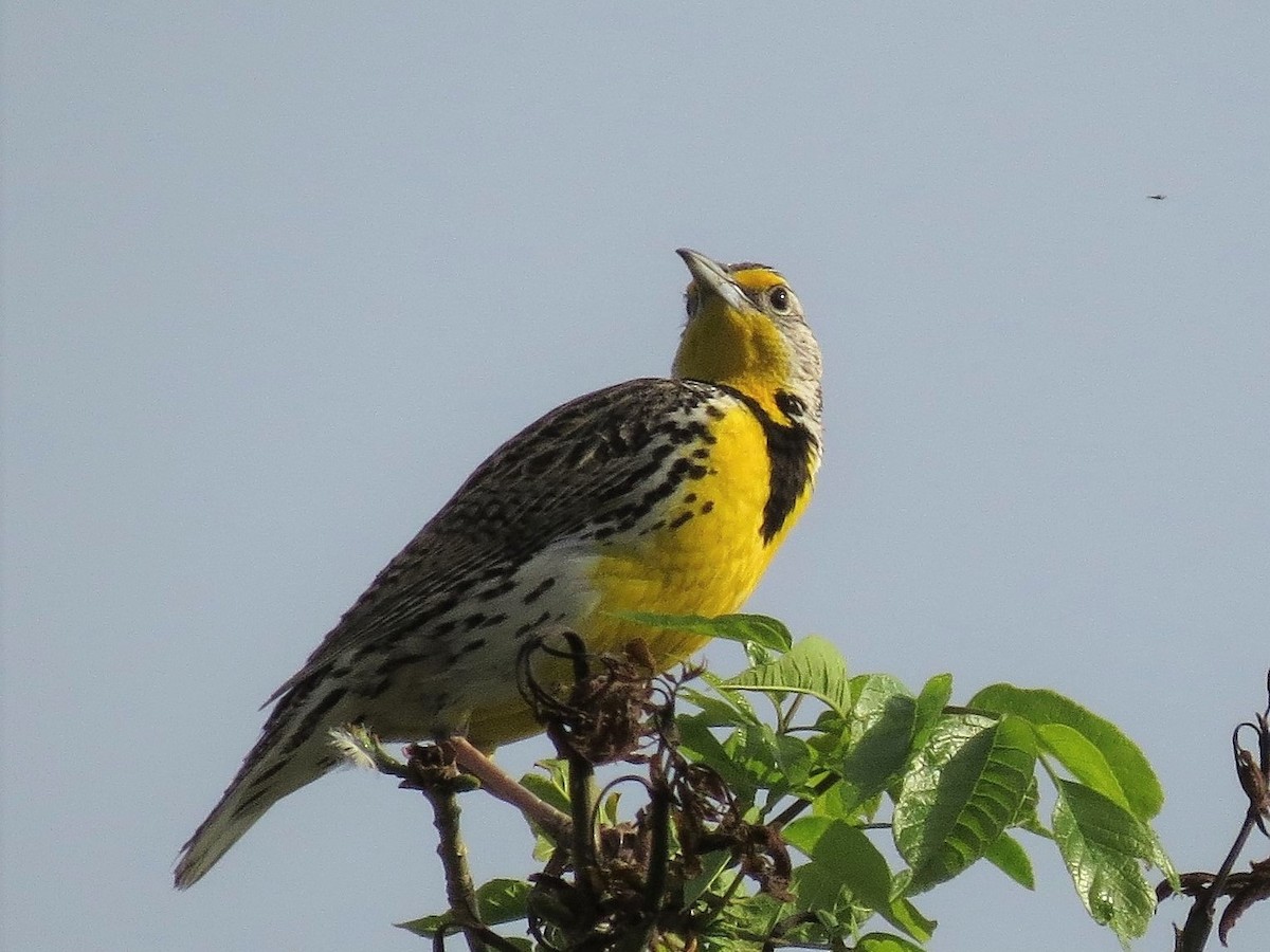 Western Meadowlark - Sharyn Isom