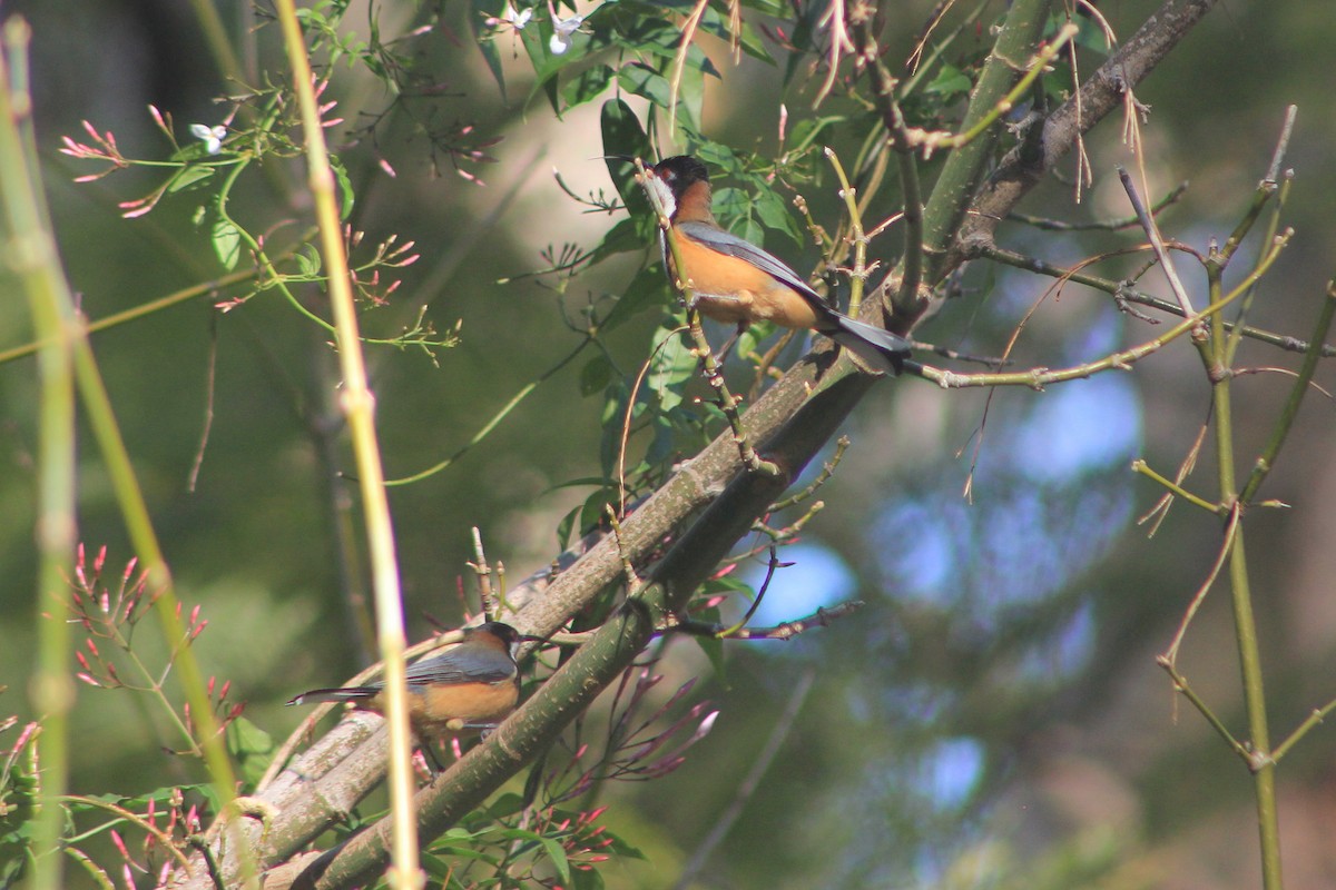 Eastern Spinebill - Steve  McIntosh