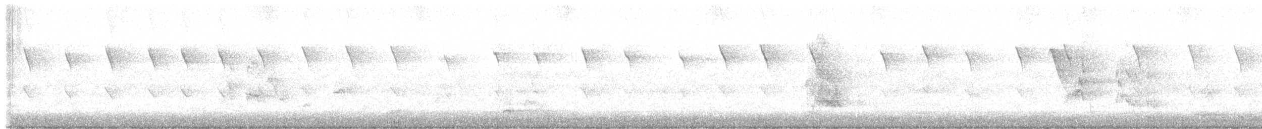 hvitstrupehonningeter - ML600122401