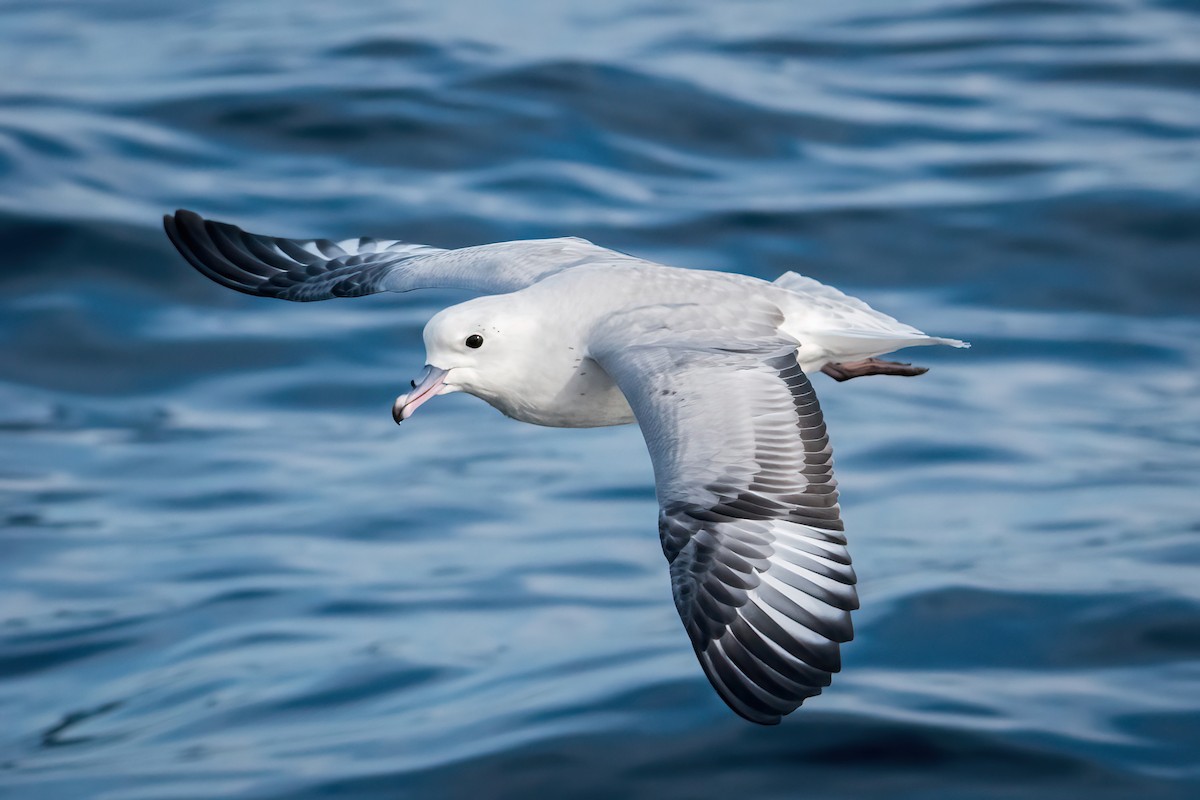 Southern Fulmar - ML600122481