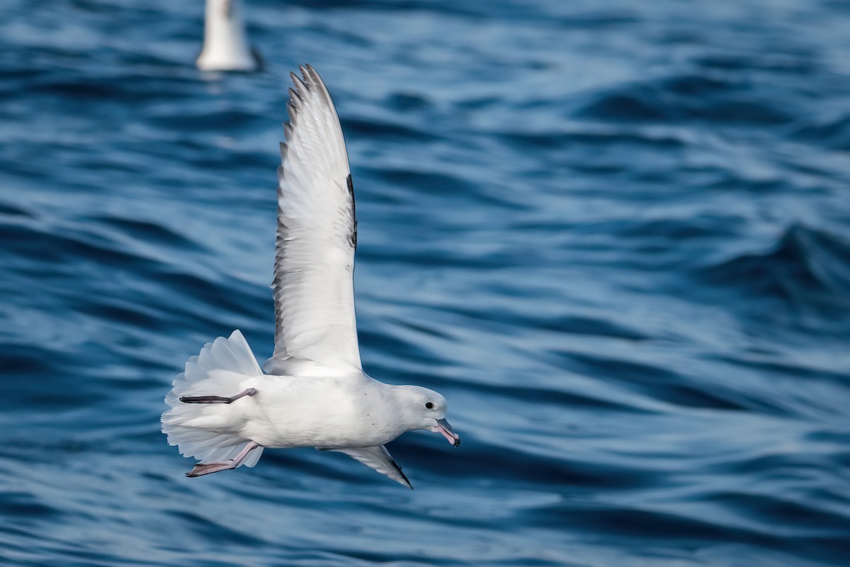 Southern Fulmar - ML600122491