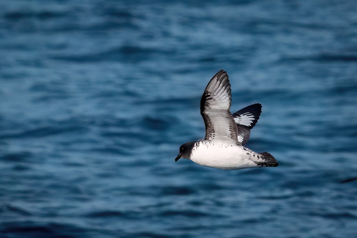 Cape Petrel - ML600122601