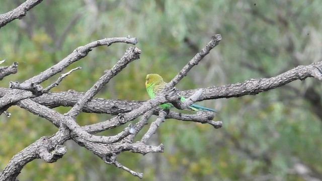 Budgerigar - ML600122641