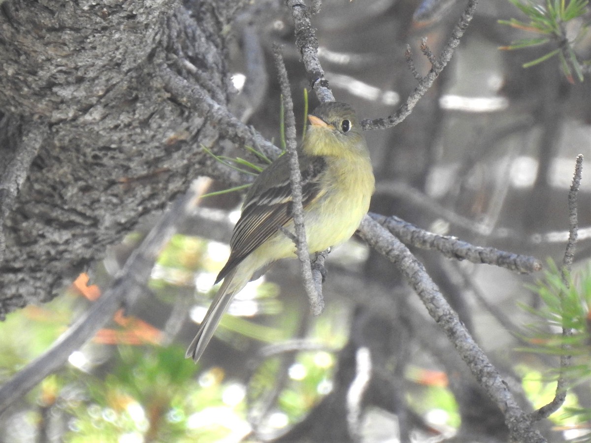 Western Flycatcher (Cordilleran) - ML600122661