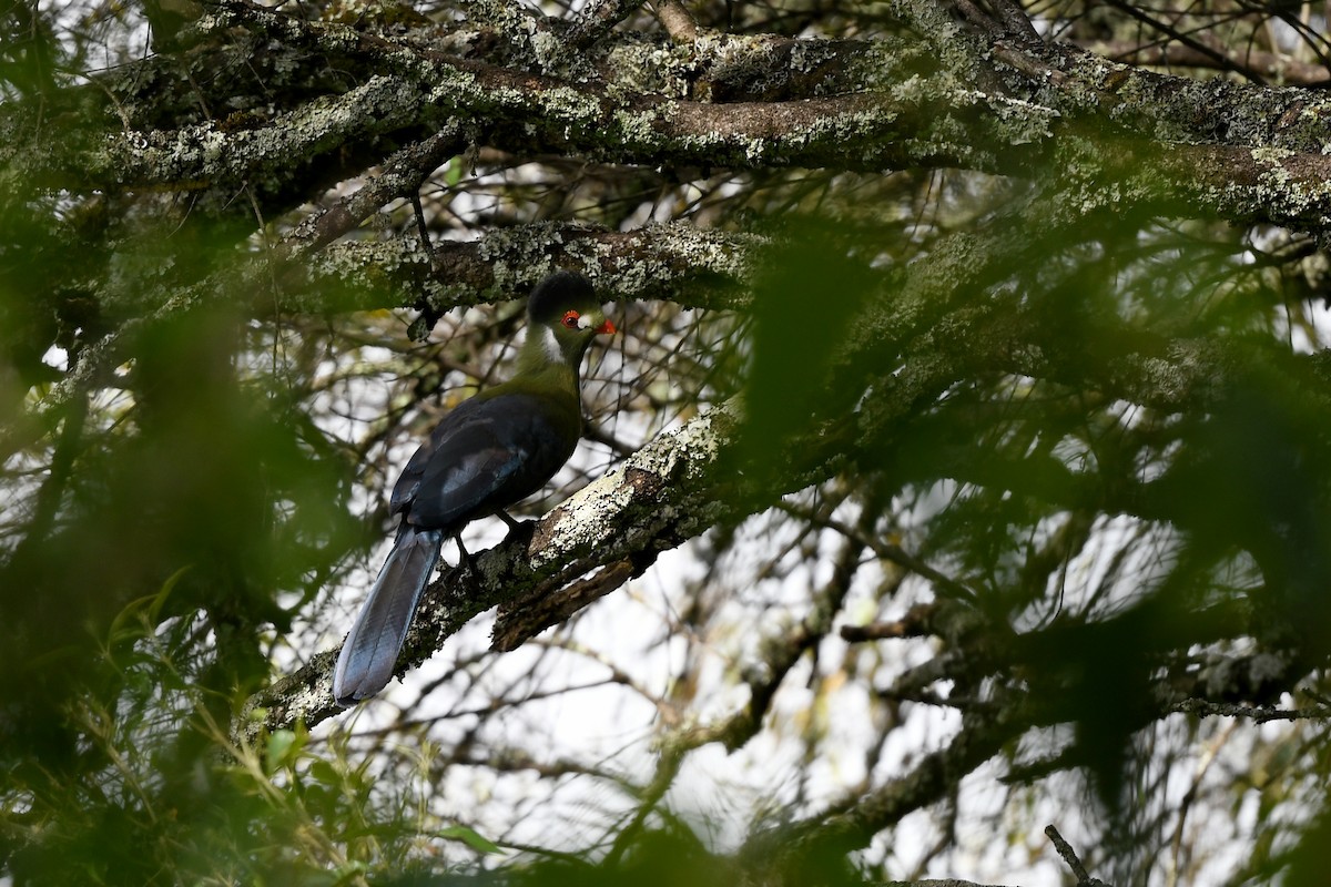 Turaco Cariblanco - ML600122741