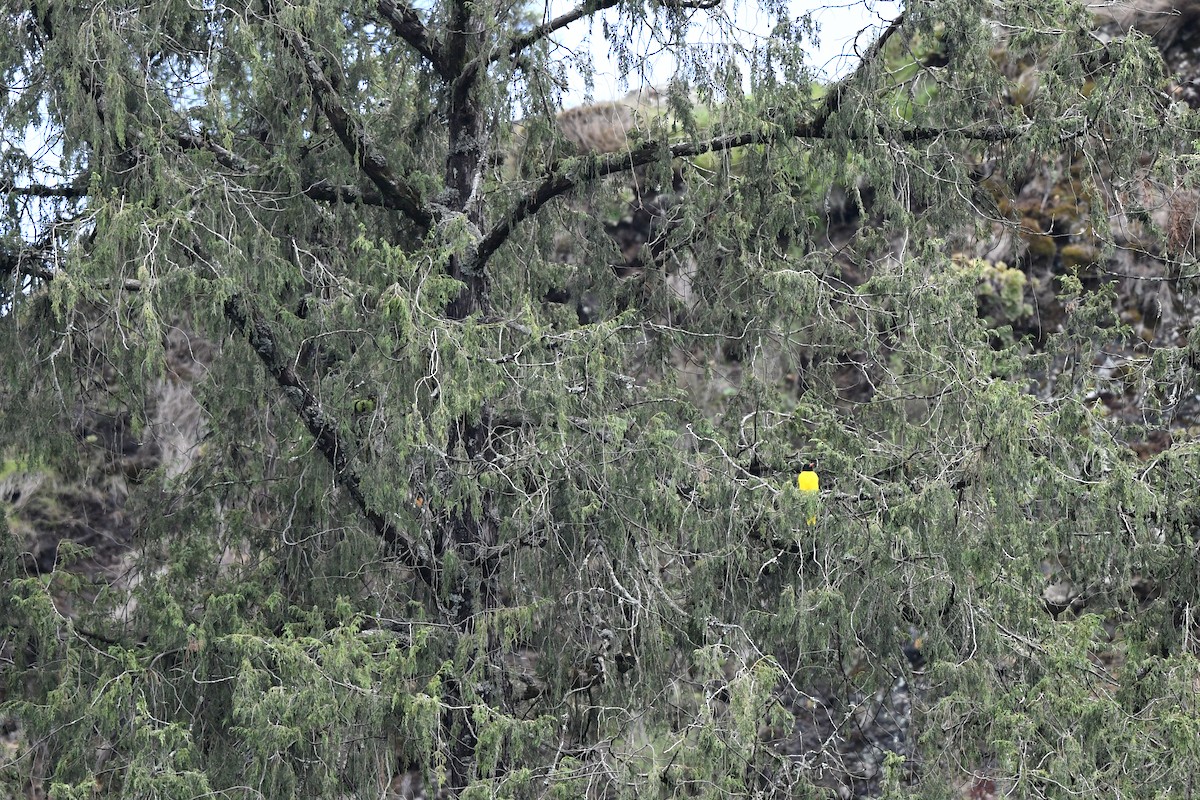 Ethiopian Black-headed Oriole - ML600122791