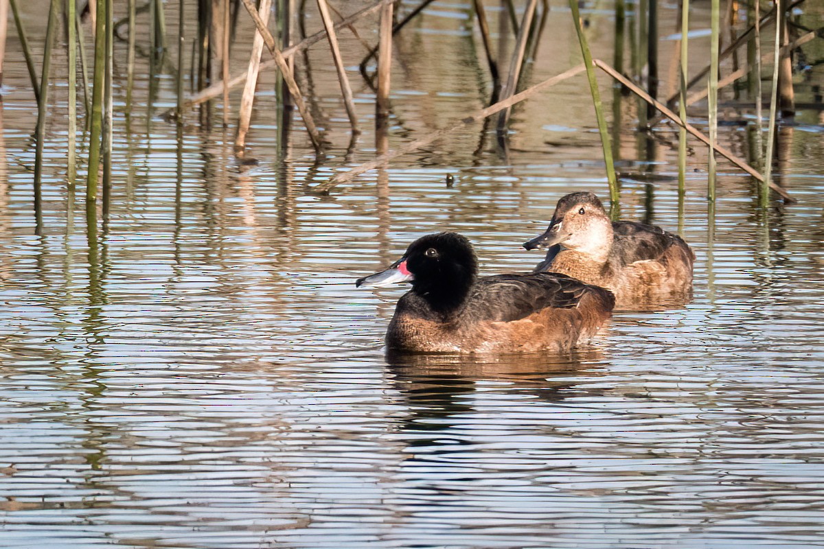 Black-headed Duck - ML600124131