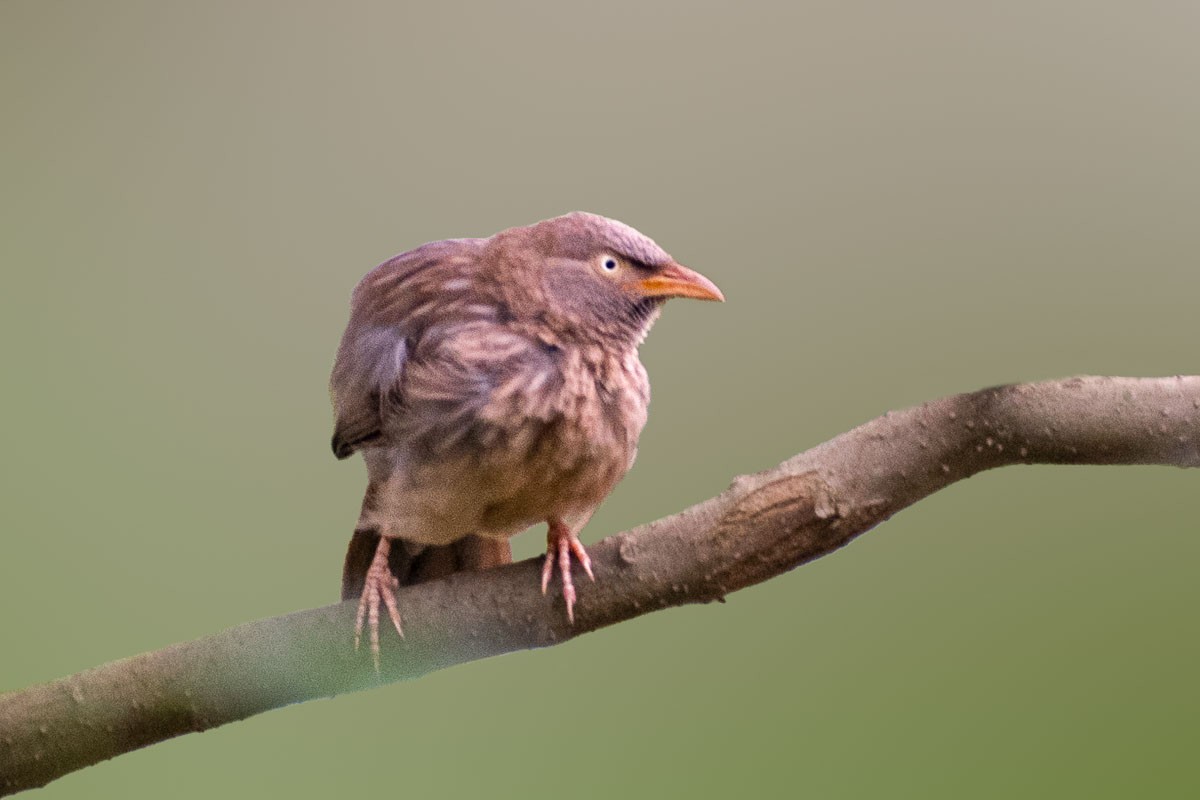 Jungle Babbler - ML600124431