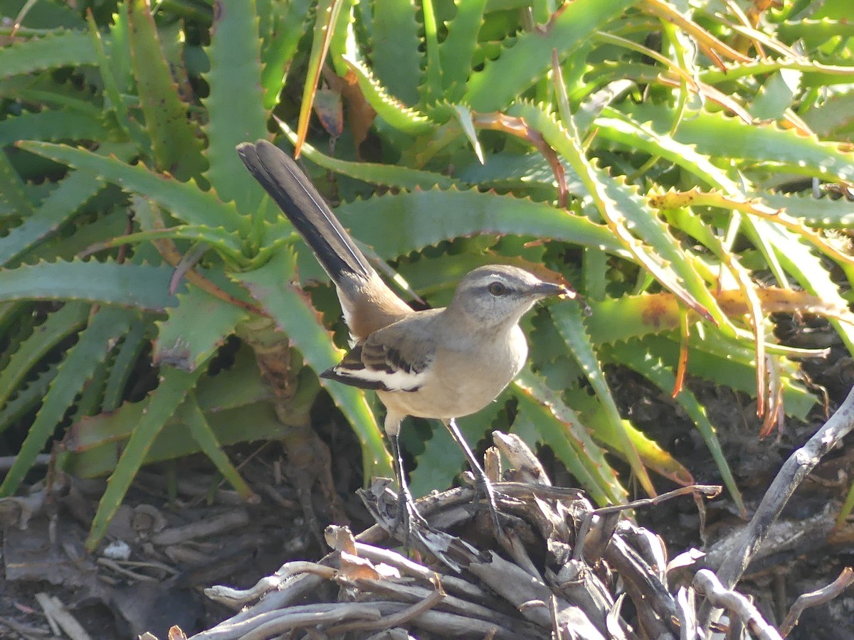 White-banded Mockingbird - ML600124661