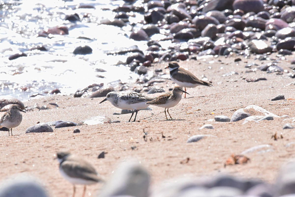 Least Sandpiper - ML600124851