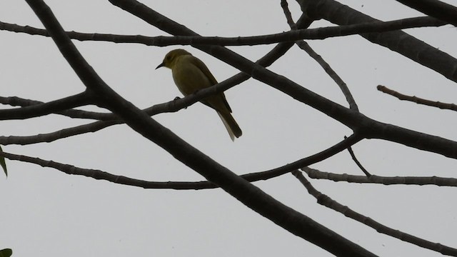 Yellow-tinted Honeyeater - ML600124961