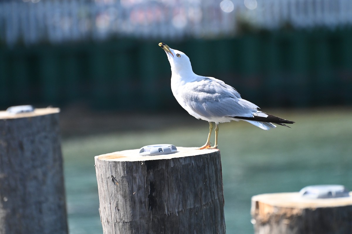 Ring-billed Gull - ML600125191