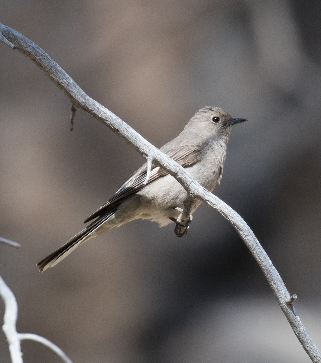 Townsend's Solitaire - Teresa Palos