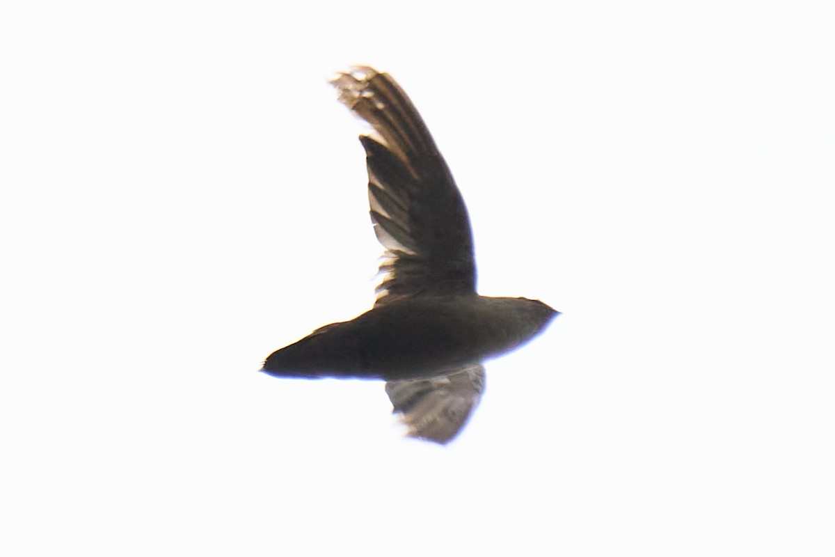 Chimney Swift - David Mou