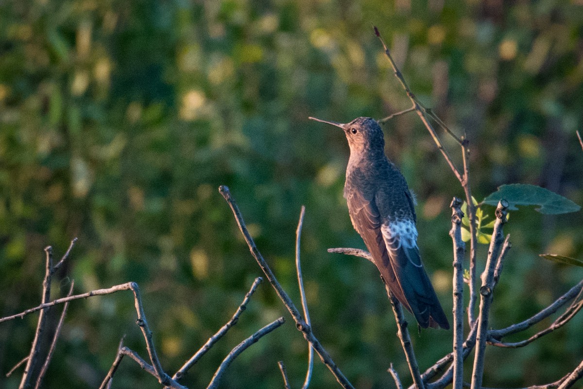 Colibrí Gigante - ML600126621